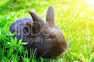 little rabbit on green grass background