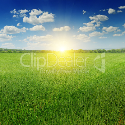 field, sunrise and blue sky