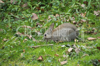 Kaninchen in Berlin