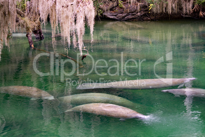 Westindische Seekuh, Blue Spring, Florida, USA