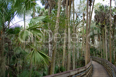 Westindische Seekuh, Blue Spring, Florida, USA