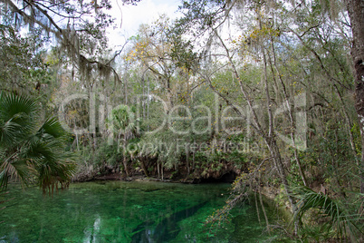 Westindische Seekuh, Blue Spring, Florida, USA