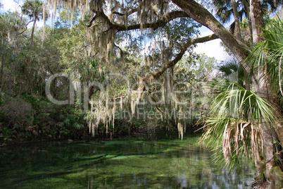 Westindische Seekuh, Blue Spring, Florida, USA