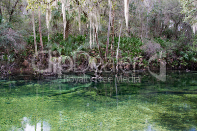 Westindische Seekuh, Blue Spring, Florida, USA