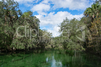 Westindische Seekuh, Blue Spring, Florida, USA