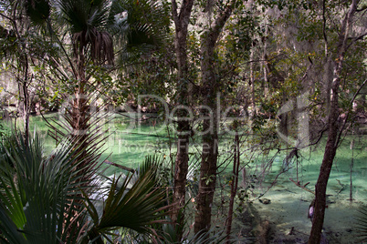 Westindische Seekuh, Blue Spring, Florida, USA