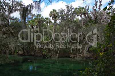 Westindische Seekuh, Blue Spring, Florida, USA