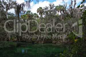 Westindische Seekuh, Blue Spring, Florida, USA