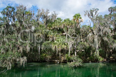 Westindische Seekuh, Blue Spring, Florida, USA