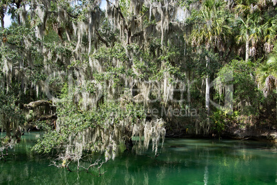 Westindische Seekuh, Blue Spring, Florida, USA