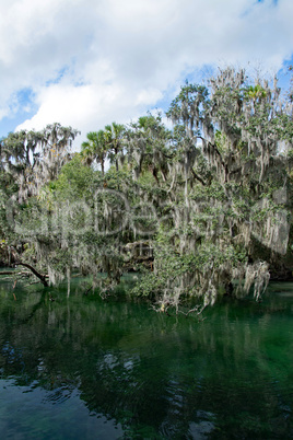 Westindische Seekuh, Blue Spring, Florida, USA