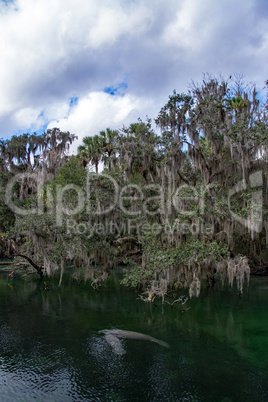 Westindische Seekuh, Blue Spring, Florida, USA