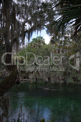 Westindische Seekuh, Blue Spring, Florida, USA