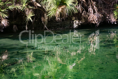 Westindische Seekuh, Blue Spring, Florida, USA