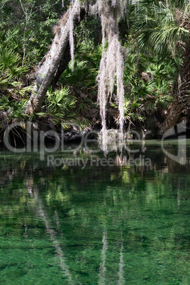 Westindische Seekuh, Blue Spring, Florida, USA