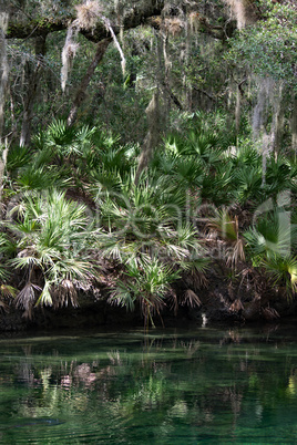 Westindische Seekuh, Blue Spring, Florida, USA