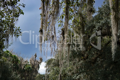 Westindische Seekuh, Blue Spring, Florida, USA