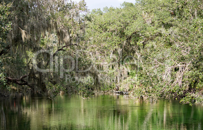 Westindische Seekuh, Blue Spring, Florida, USA