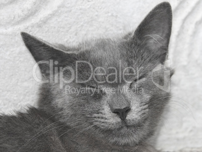 Gray British cat with closed eyes