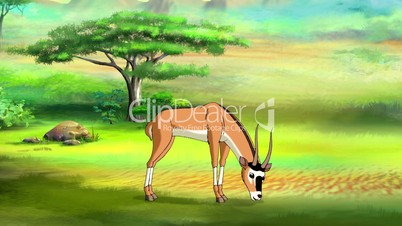 Antelope (Gazelle)