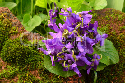 Fresh spring violets close up