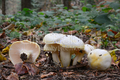 Hygrophorus chrysodon mushrooms
