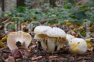 Hygrophorus chrysodon mushrooms