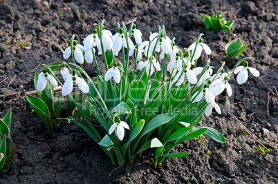 snowdrop on the background of the soil
