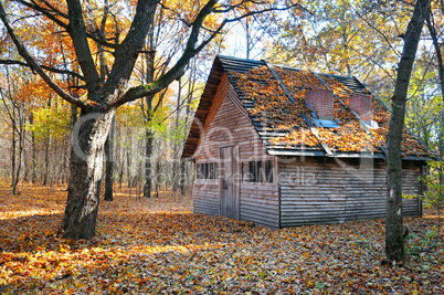 shelter in the beautiful autumn forest