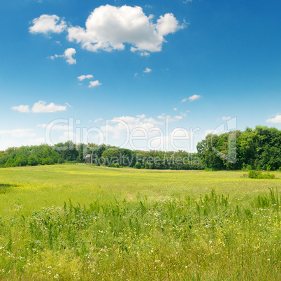 picturesque green field and blue sky