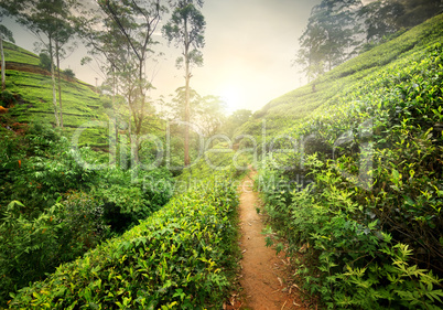 Footpath in tea plantation
