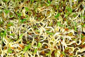 Keimsprossen von Alfalfa