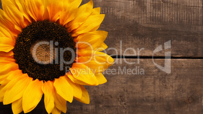 Sunflower on wood