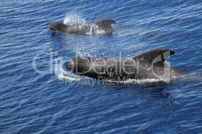 Wale vor Teneriffa