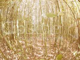 Retro looking Bamboo tree