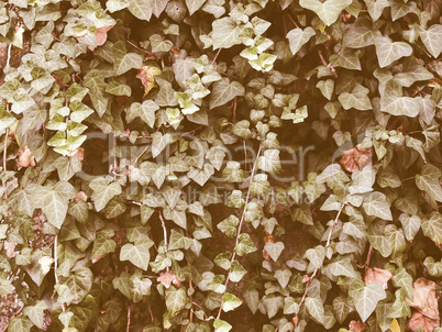 Retro looking Ivy picture