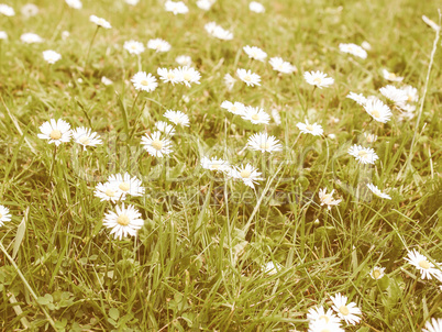 Retro looking Daisy flower