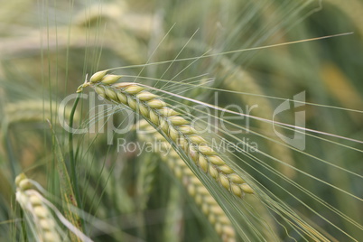 Harvest