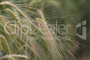 Harvest