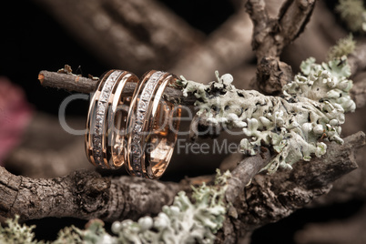 Rings On A Dry Autumn Branch