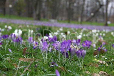 Crocuses