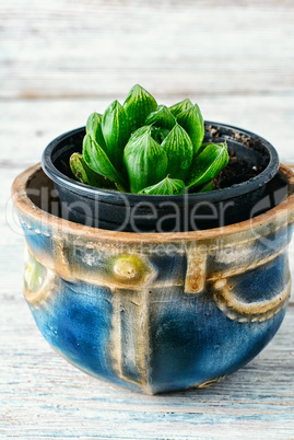 Succulent in a pot