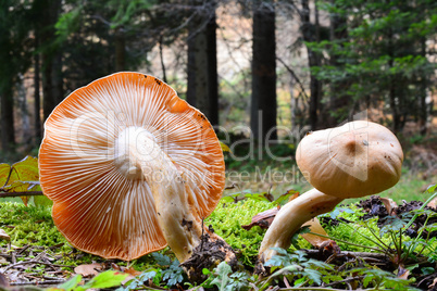 Rosy woodwax mushrooms