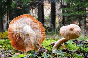 Rosy woodwax mushrooms