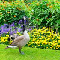 geese in the background of a flower bed