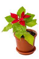 The poinsettia houseplant