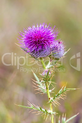 Purple thistle in green meadow