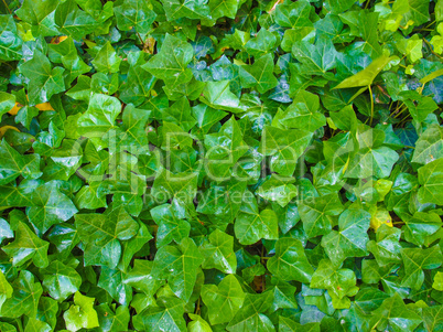 Ivy leaves