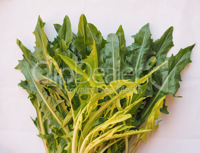 Catalonian chicory salad