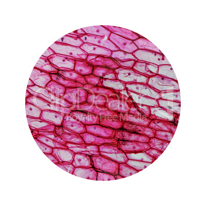 Onion epidermus micrograph